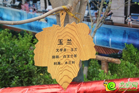 恒大名都珍稀植被物種——玉蘭