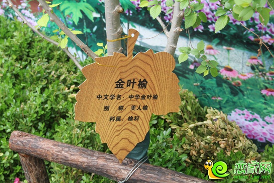 恒大名都珍稀植被物種——金葉榆