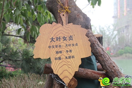 恒大名都珍稀植被物種——大葉女貞