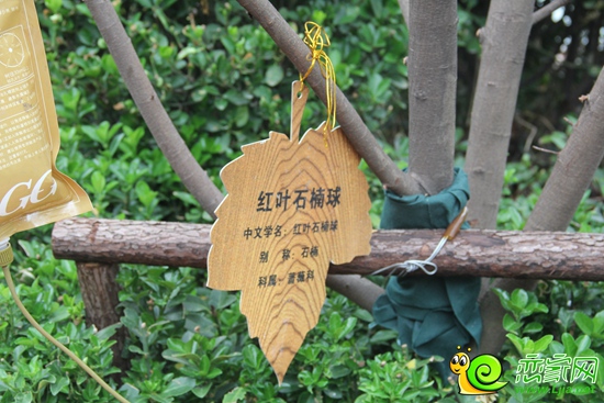 恒大名都珍稀植被物種——紅葉石楠球