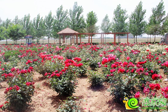 圣水湖畔緊鄰支漳河的后花園