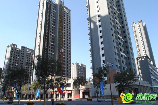 金百合實(shí)景圖