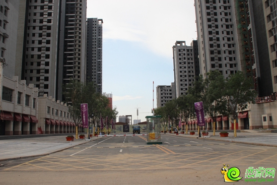 金百合實(shí)景圖