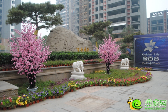金百合西區(qū)實景圖