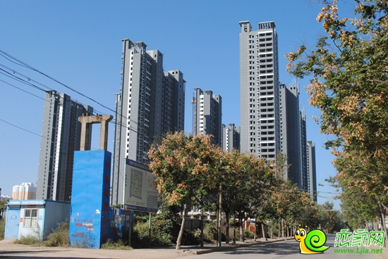 萬浩金百合實(shí)景圖