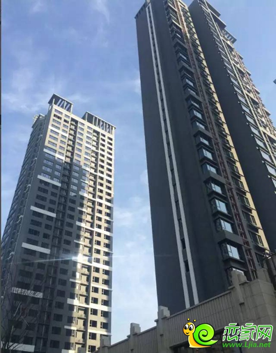 萬浩金百合實(shí)景圖