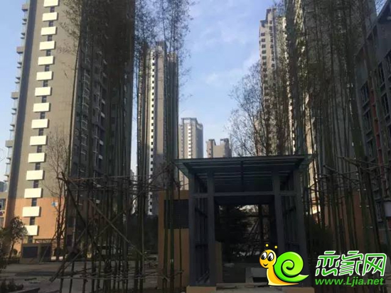 萬浩金百合實(shí)景圖