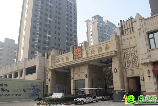 金百合實景圖