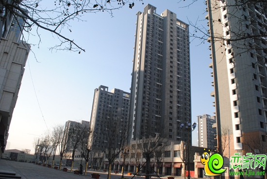 金百合實景圖