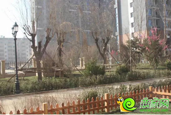 金百合項(xiàng)目現(xiàn)場(chǎng)實(shí)景照