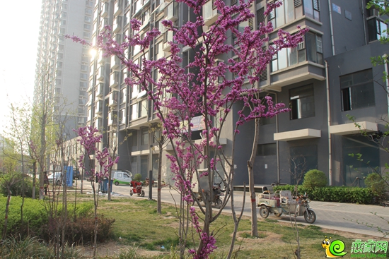 創(chuàng)鑫陽光福邸小區(qū)實景圖