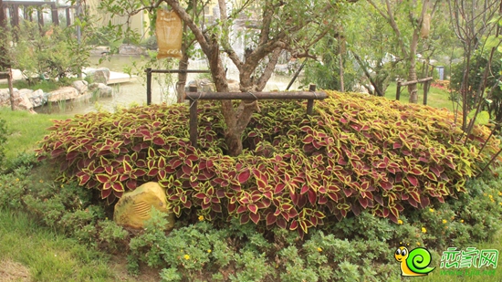 樣板間園林花圃