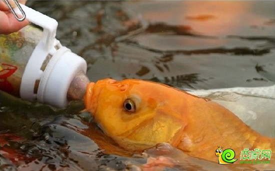 吃奶魚