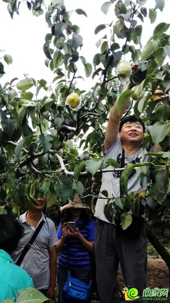 業(yè)主們在采摘水果