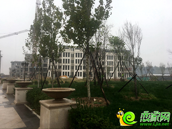 東城一號(hào)綠化建設(shè)中