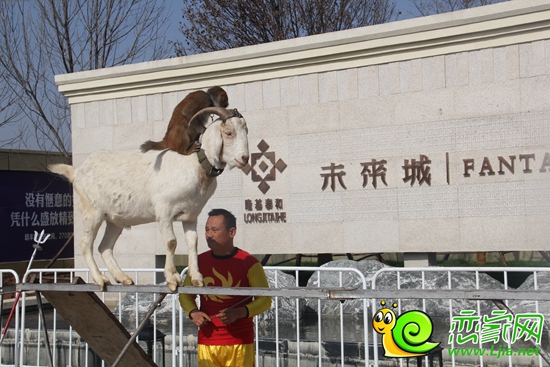 猴子與山羊組合
