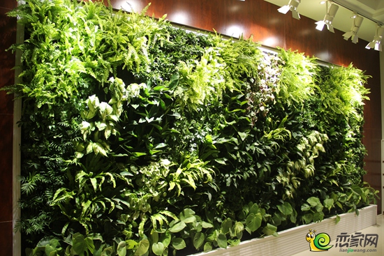 綠植墻