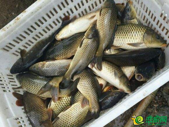 投放鯉魚(yú)資料圖