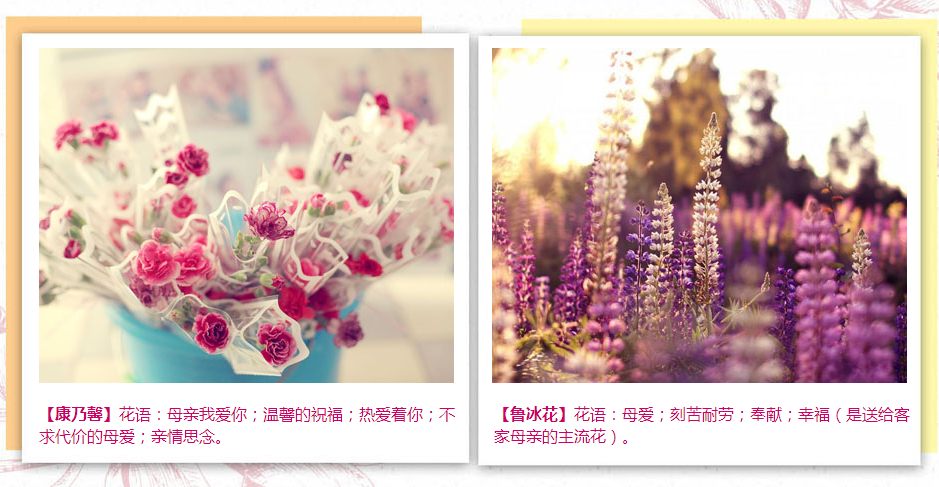 康乃馨花語(yǔ)